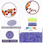 Study of granular media